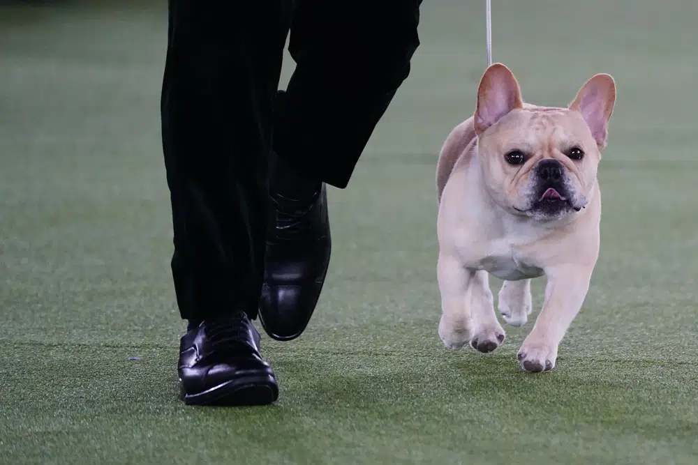 Dog Show: The Frenchie becomes a favorite