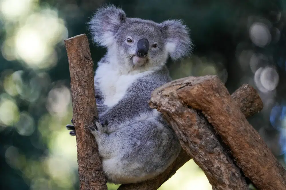 Koalas are dying from chlamydia