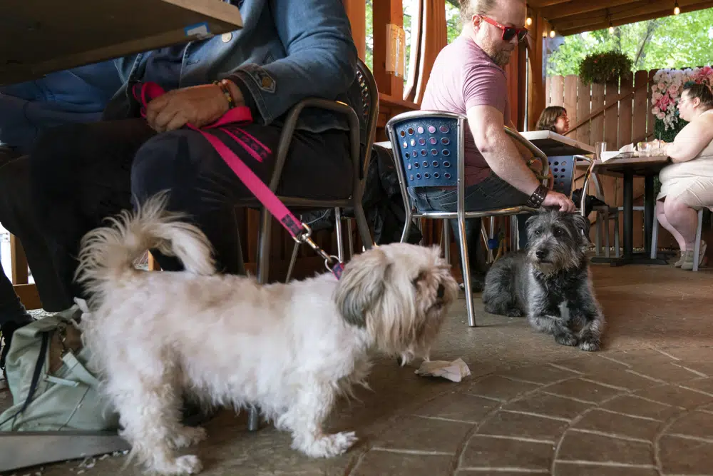 More dogs could show up in outdoor dining spaces