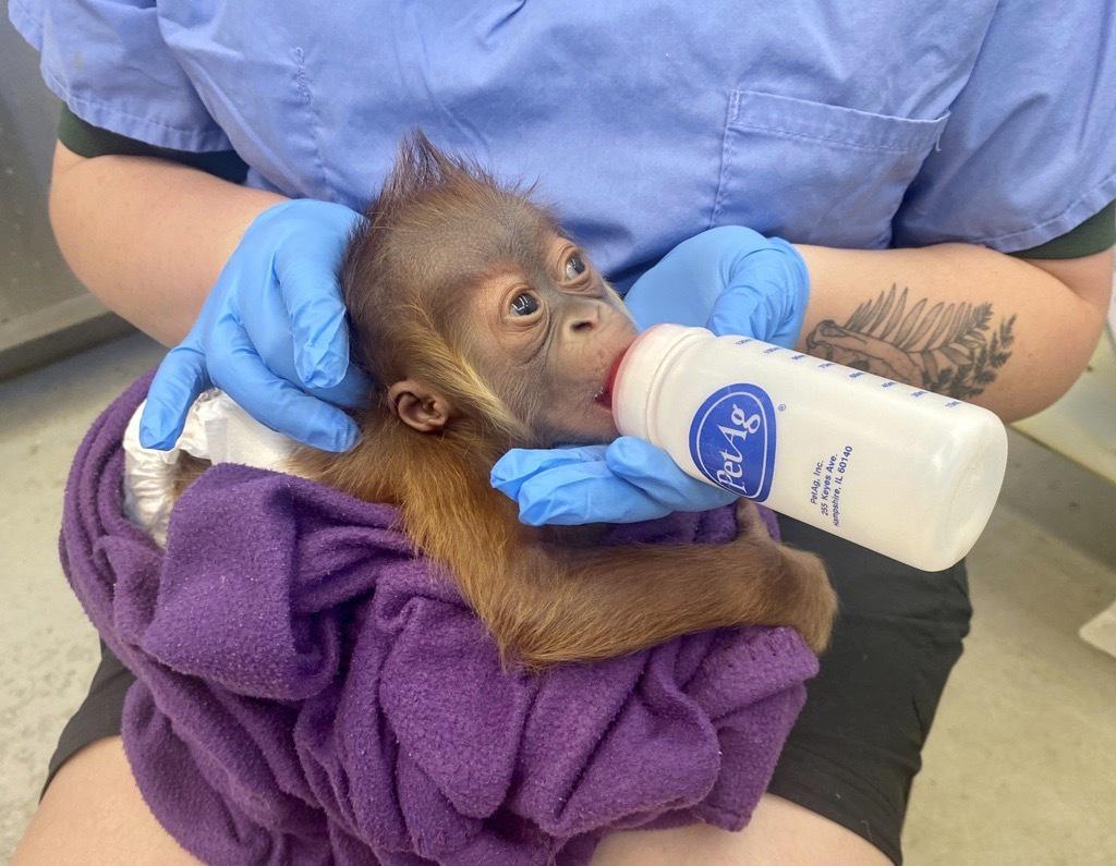 Baby orangutan being bottle-fed, which intrigues others