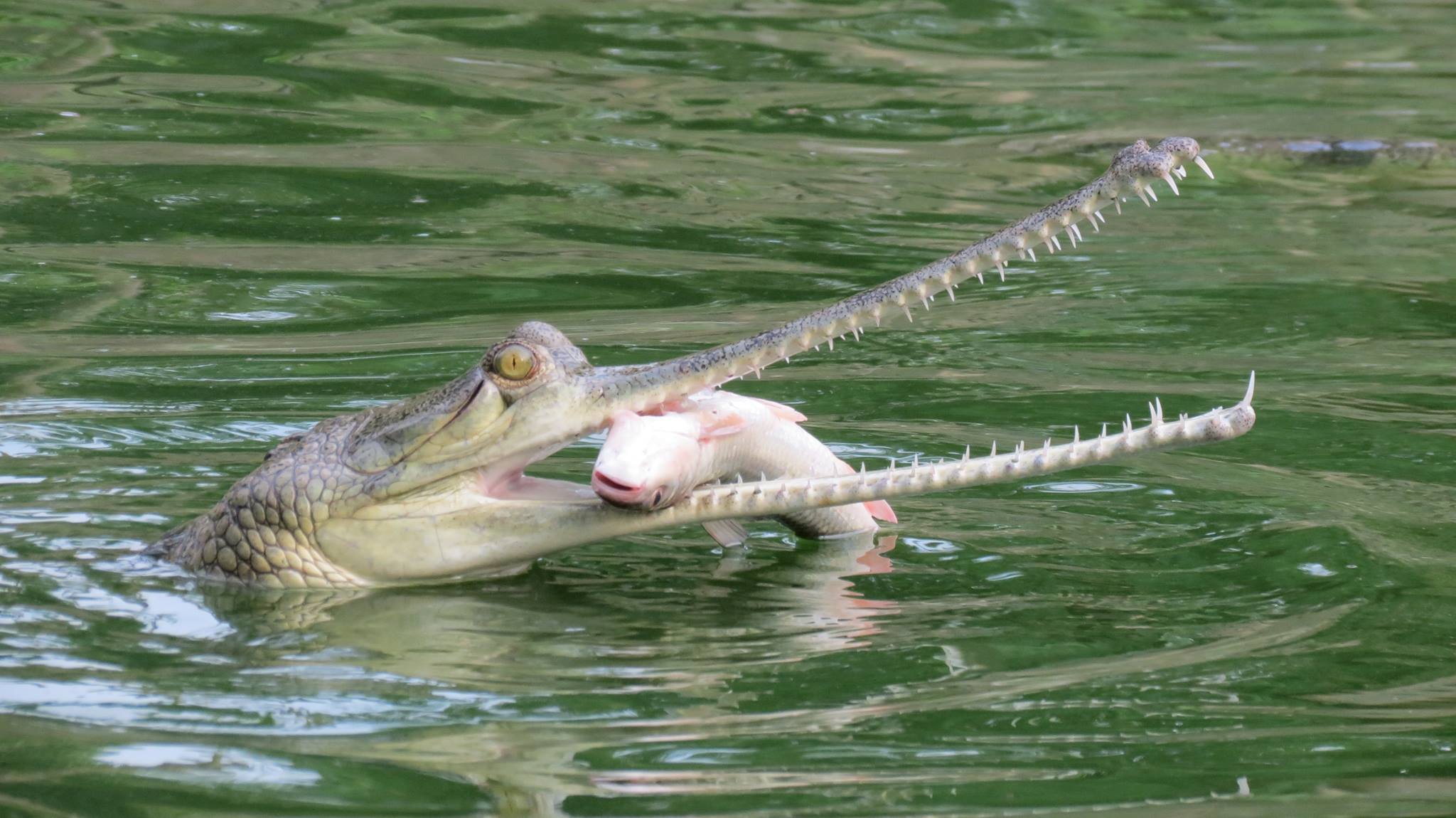 Nepal’s efforts in conservation of Gharial crocodiles