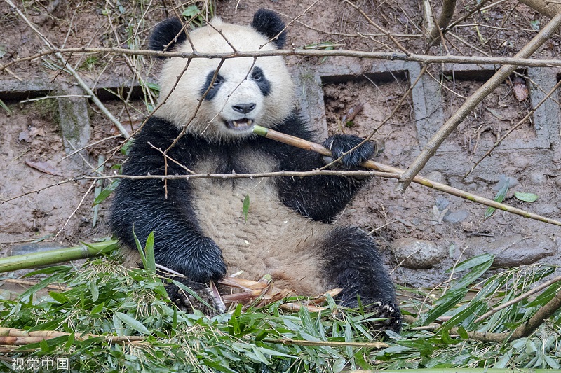 Adorable pandas in Ya’an, Sichuan