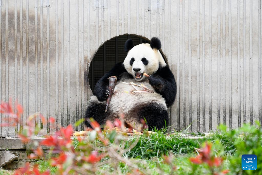 In pics: giant pandas in Wolong National Nature Reserve