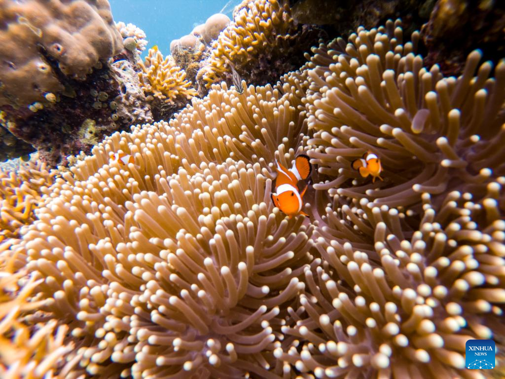 Underwater scenery in Sabah, Malaysia