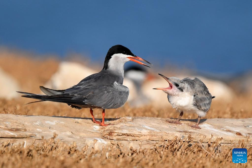 White-cheeked terns seen on Kubbar Island, Kuwait