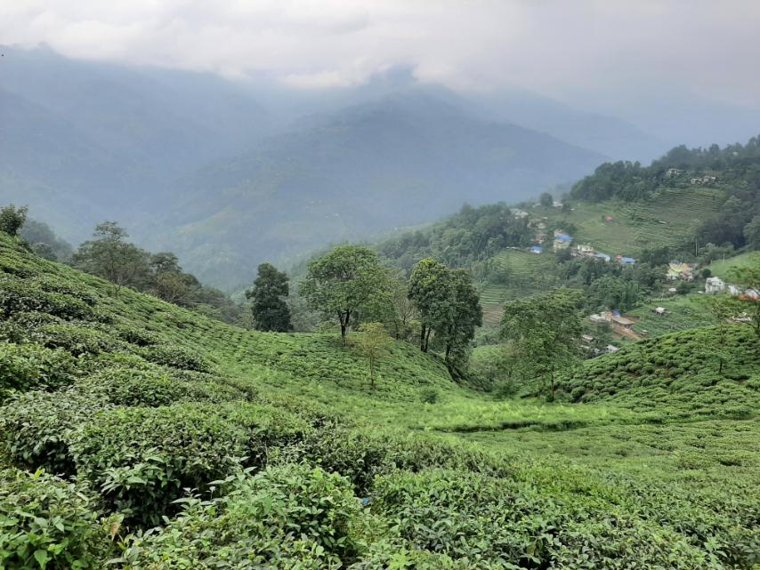 Ilam: The city of tea garden