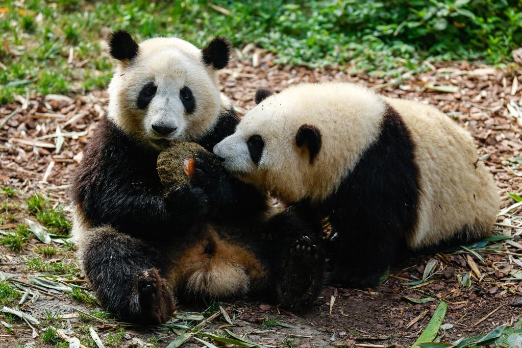 Panda twins celebrate 2nd birthday