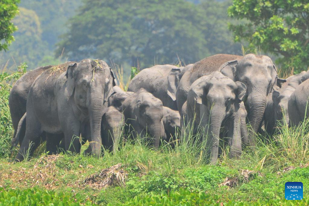 Gallery: Wild elephants seen at wetland