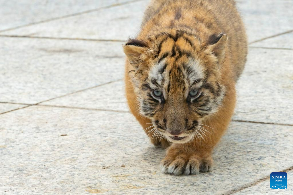 In pics: Siberian tiger cubs at Siberian Tiger Park in Harbin