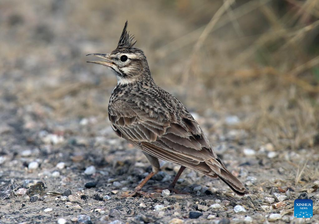 In pics: Nallihan Bird Sanctuary in Türkiye