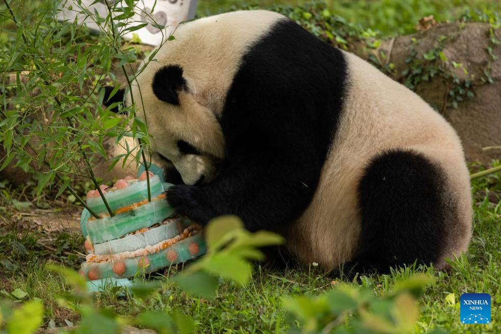 Giant panda Mei Xiang celebrates 25th birthday in U.S.