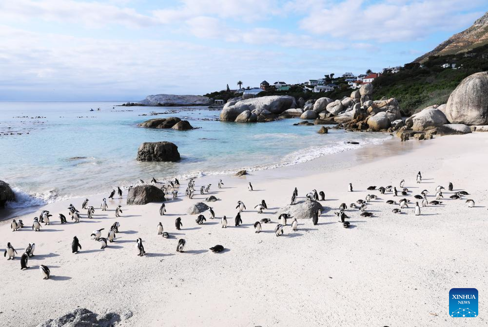 African penguins seen on beach in Simon’s Town, South Africa