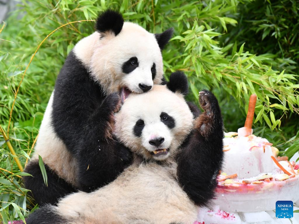 Giant panda twins celebrate 4th birthday in Zoo Berlin