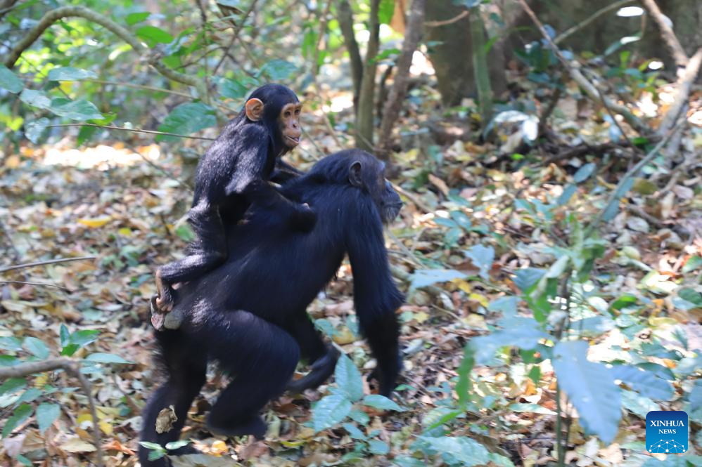 In pics: Gombe National Park in Tanzania