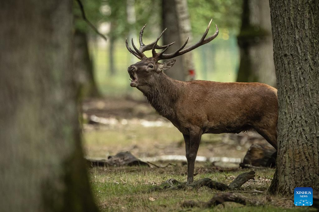 In pics: Deer in Rambouillet forest near Paris