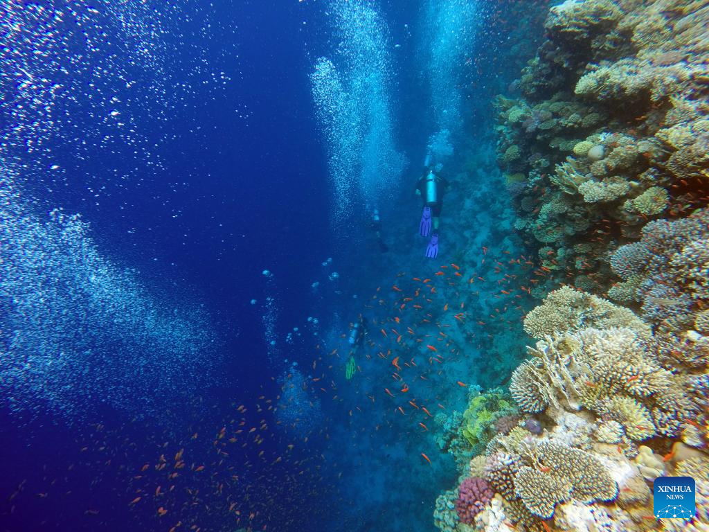 View of corals in Blue Hole in Egypt