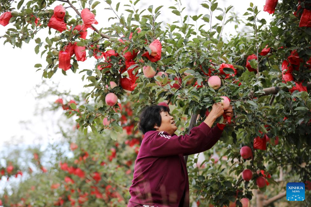 Autumn harvest in full swing across China