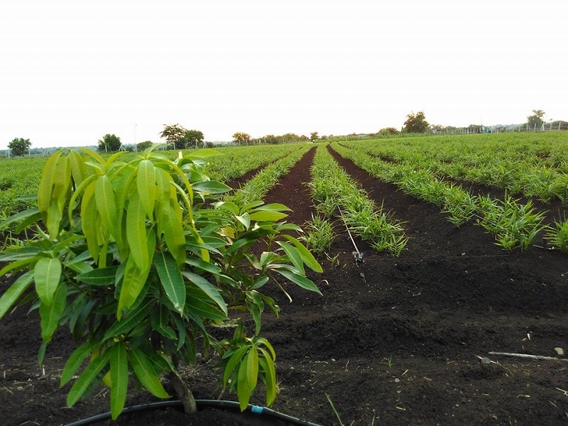 Ginger farming to run the school in Rolpa