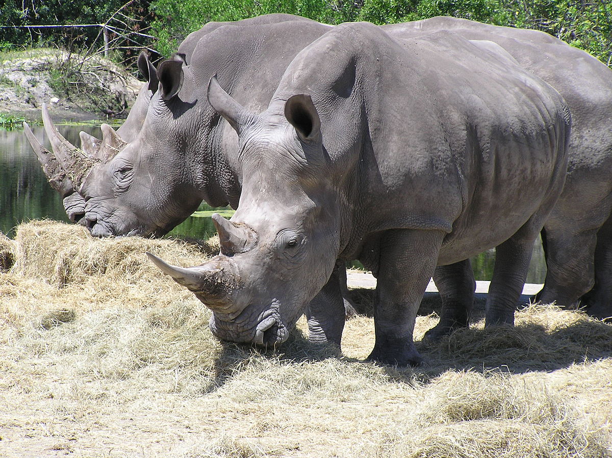 Rhino census scheduled from March 22