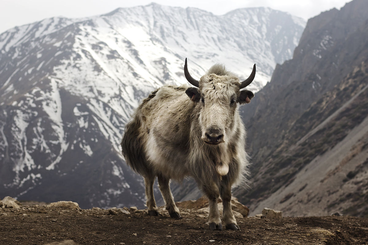 Unidentified disease spreads on Manang yaks