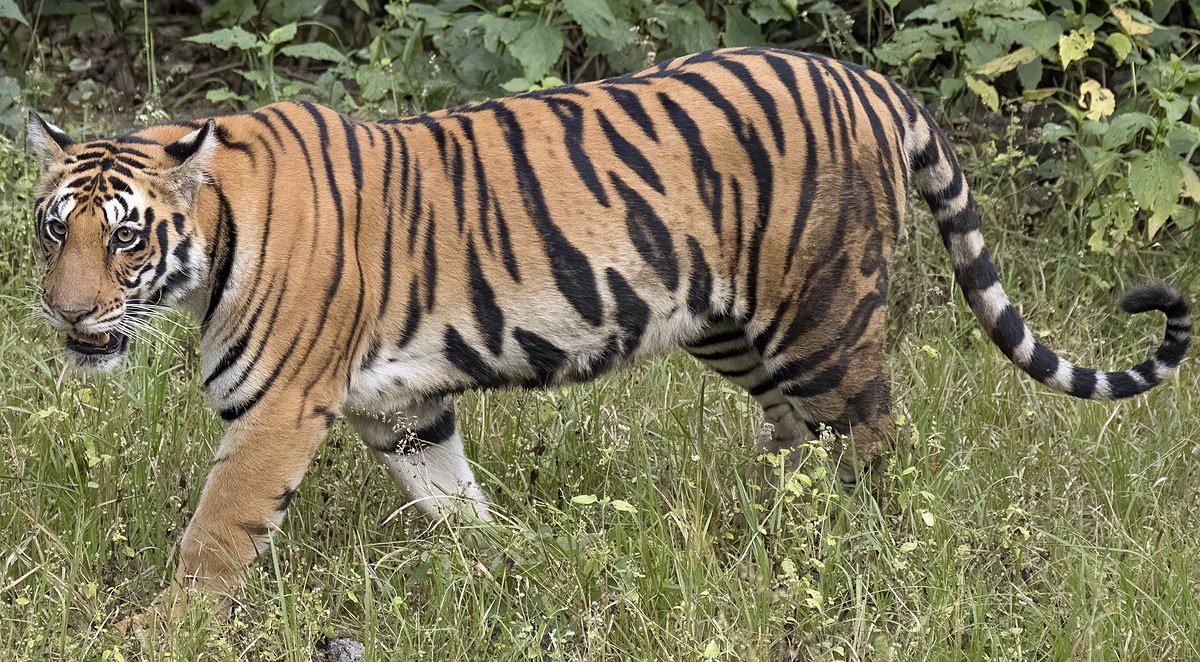 Missing body after tiger attack found