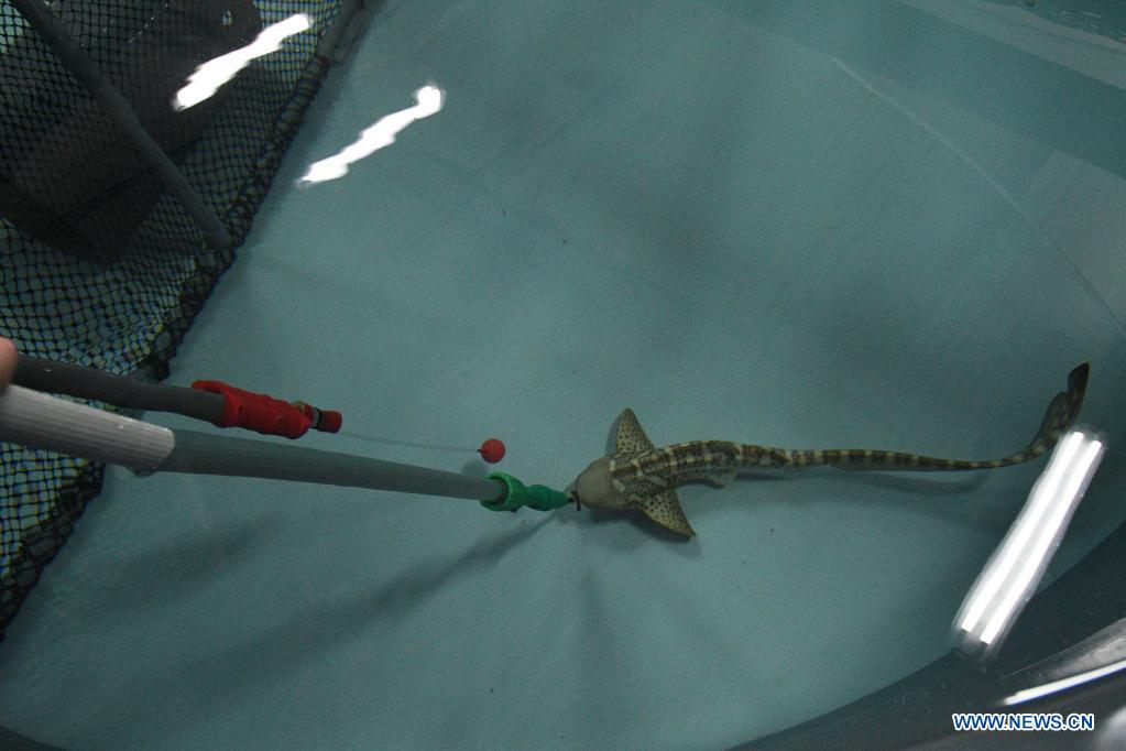 Baby zebra shark undergoes target feeding training