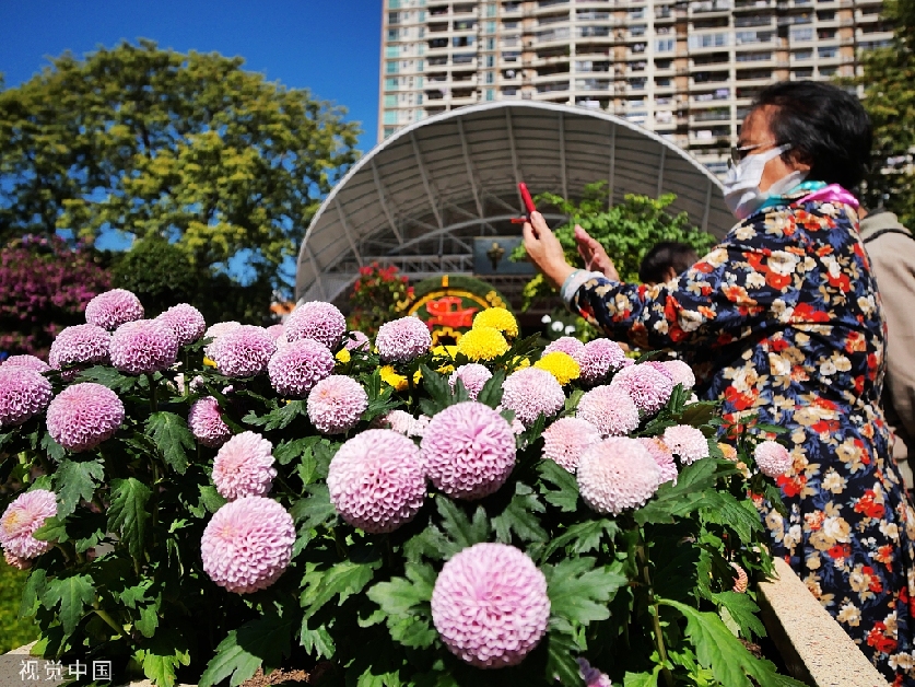 Exhibition of chrysanthemum flowers held in S China