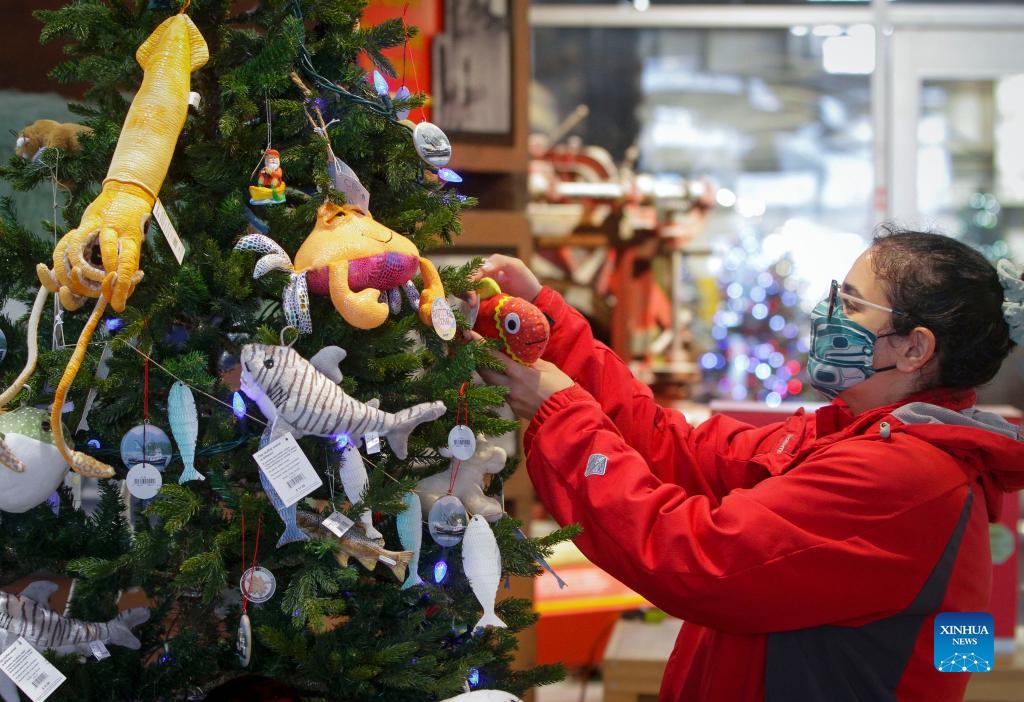 Christmas trees displayed on festival of trees