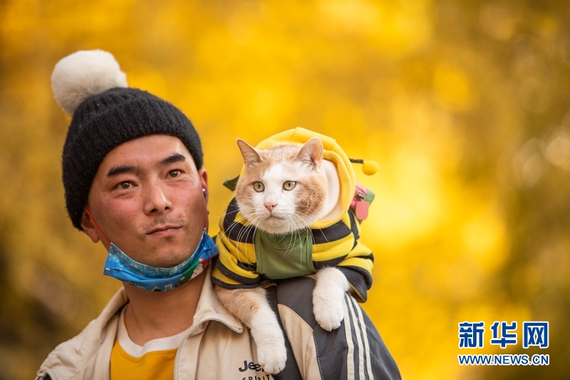 Photos: Chengdu people admiring golden gingkos