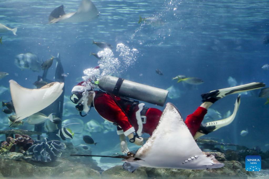 Aquasanta divers seen in Manila Ocean Park