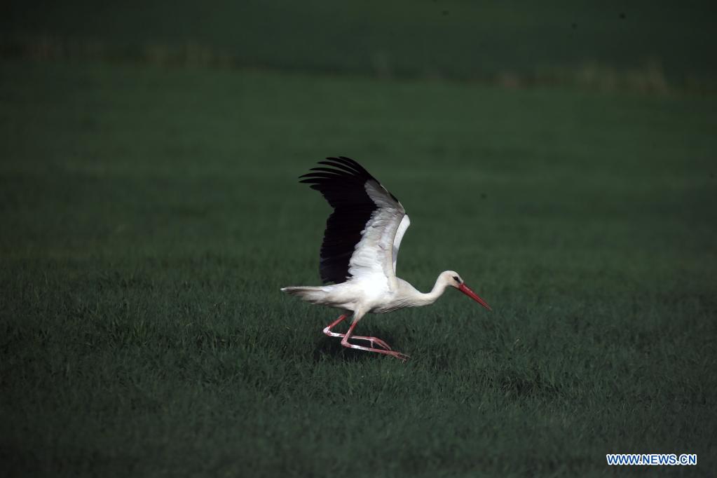 Stork population reduced due to wetland destruction