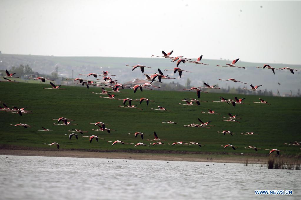 Birds seen at Mogan Lake in Ankara, Turkey