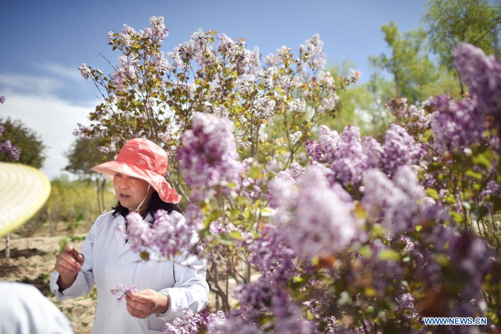 Lilacs in bloom at seedling breeding base in Xining