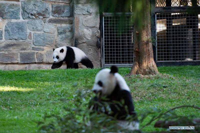 Giant panda cub at Smithsonian’s National Zoo