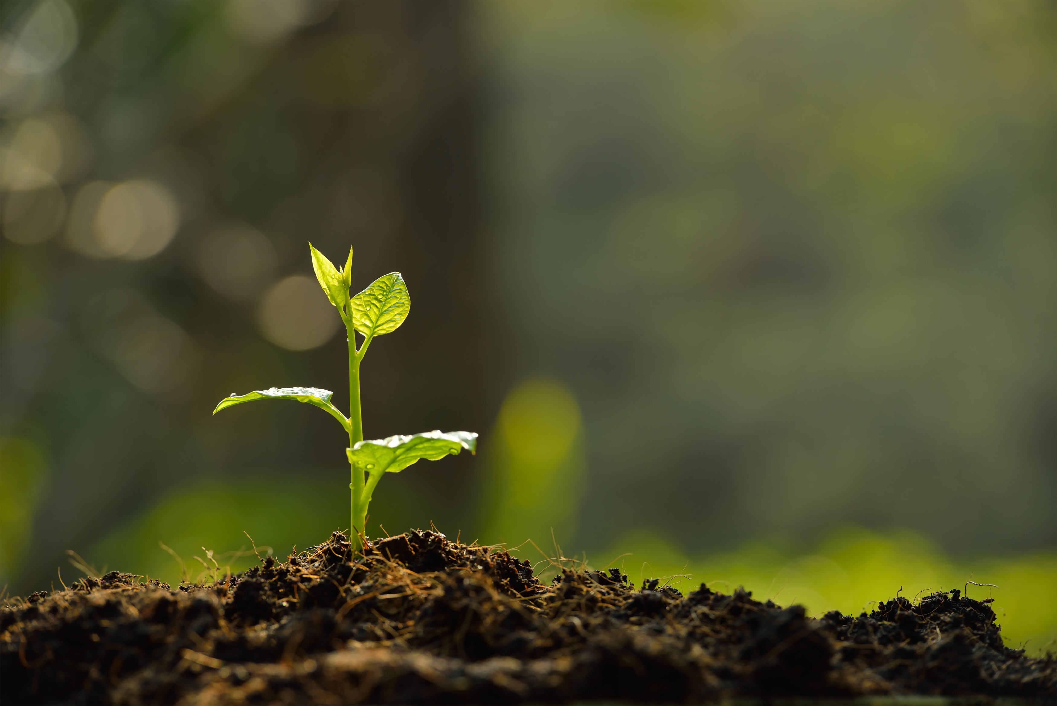 National Soil Conservation Day being marked today