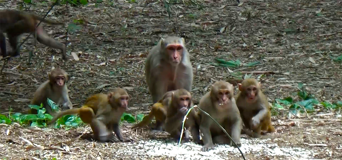 Worried by monkey nuisance, Baglung local level to build ‘monkey garden’