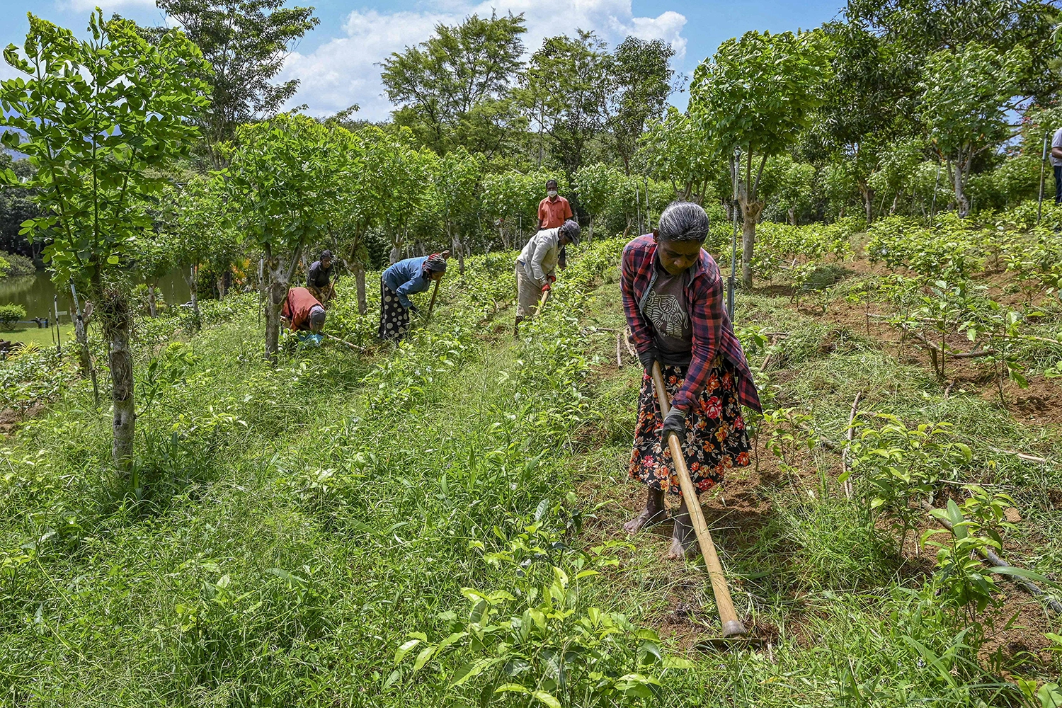 Monkey menace affects winter crop harvest