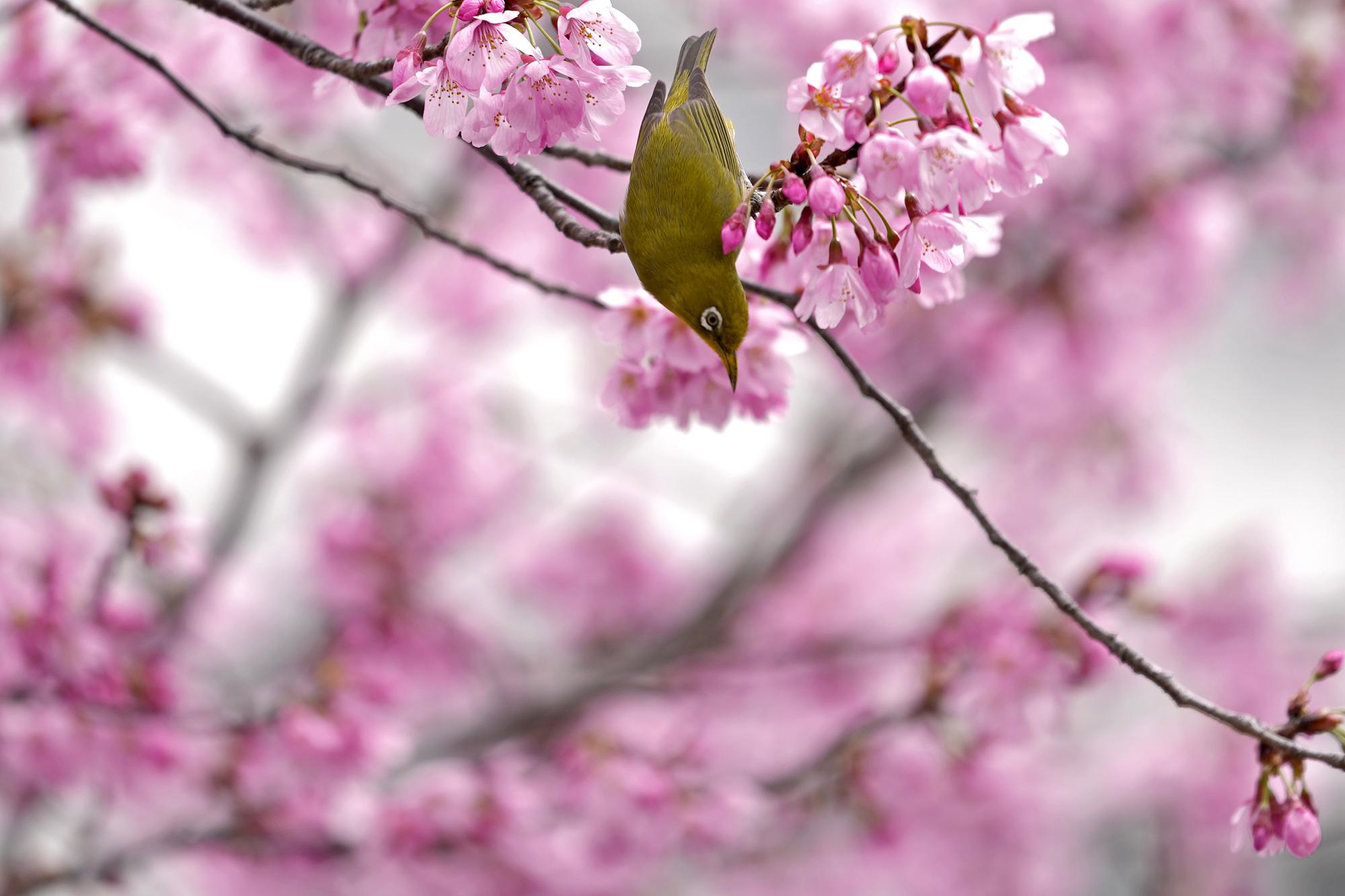 Japan celebrates cherry blossoms despite pandemic