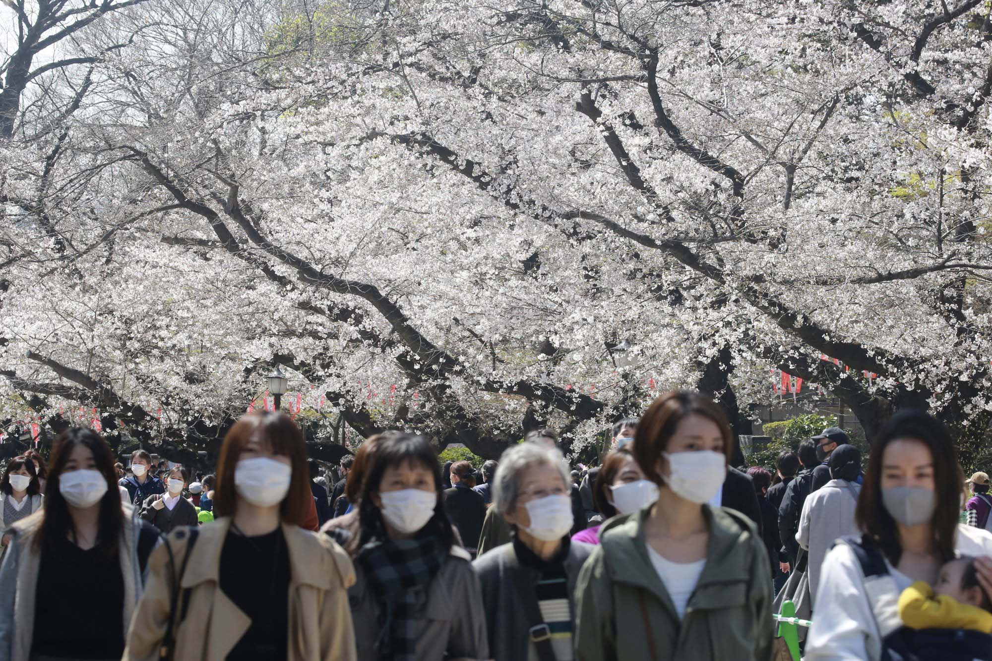 Japan’s famous cherry blossoms bloom early as climate warms