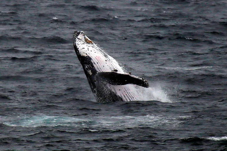 Man Killed as Whale Hits Boat, Sydney