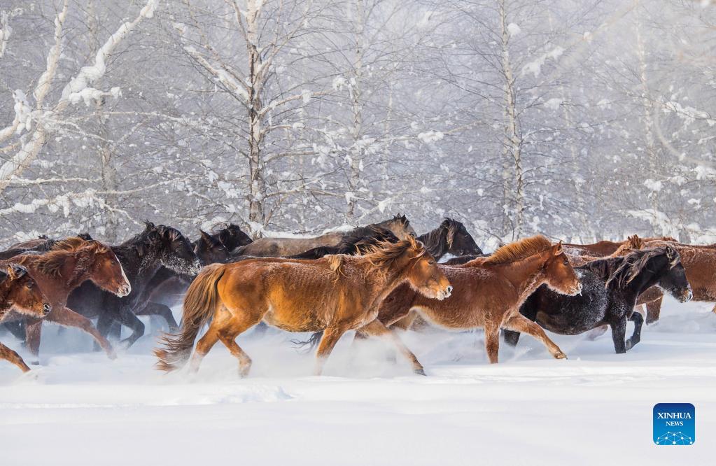 Horses gallop on snowfield in Zhaosu County