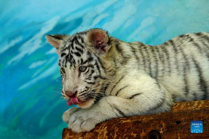 White tiger cub at Shanghai Wild Animal Park