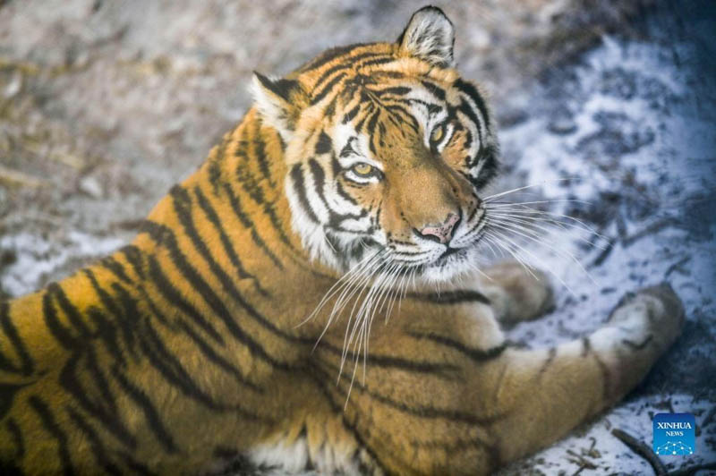 Siberian tigers seen at park in Changchun, NE China