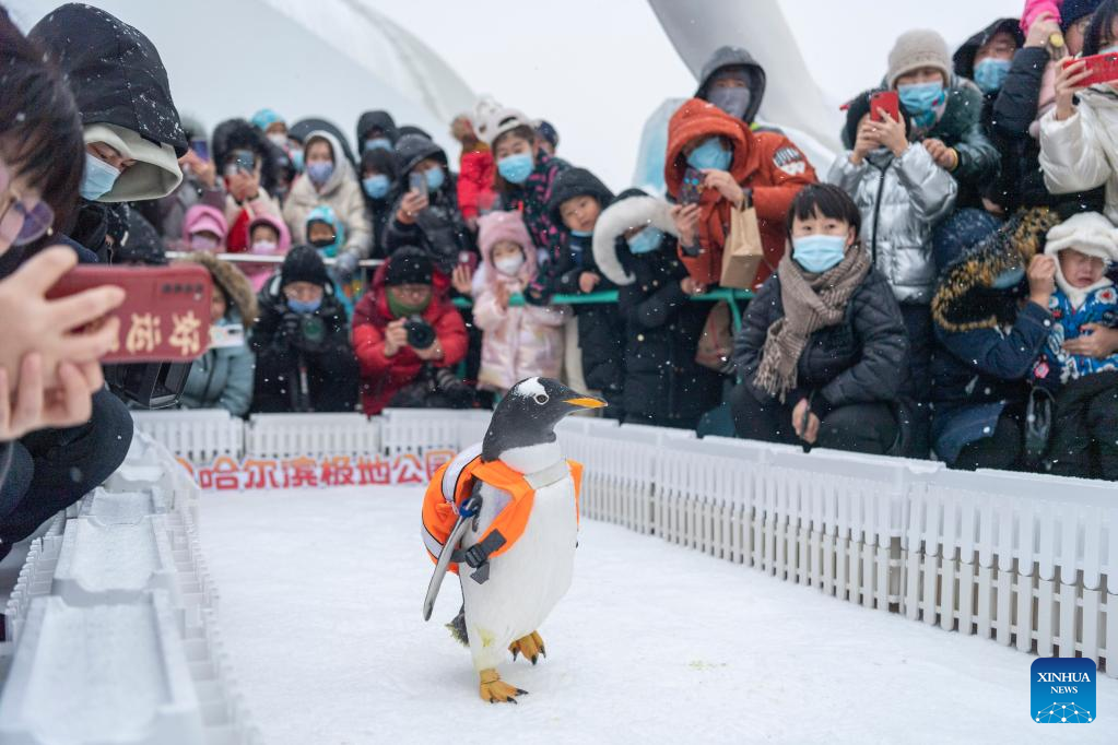 People view penguins in China