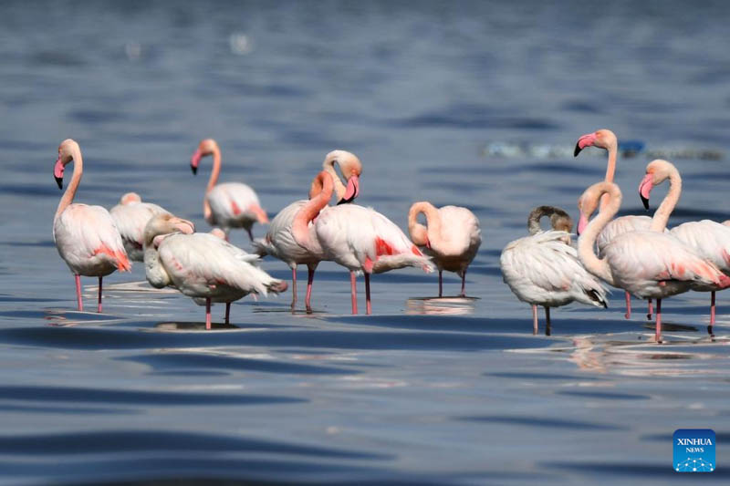 Flamingoes at beach in Kuwait