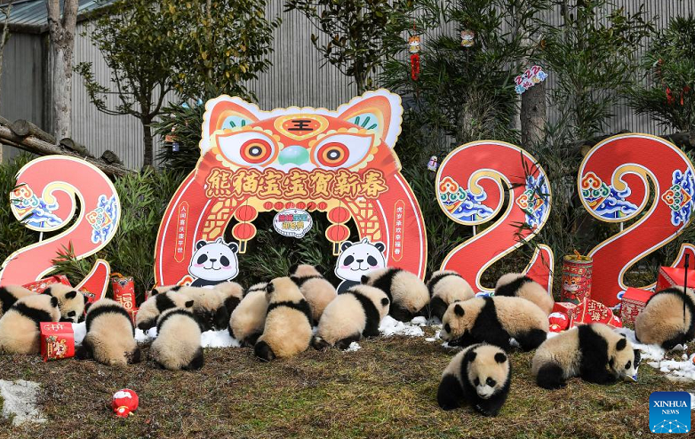 Giant pandas’ group appearance for upcoming Spring Festival