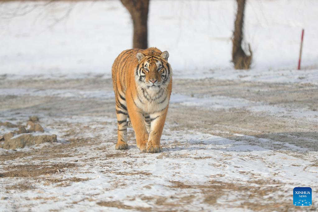 In pics: Siberian tigers at Tiger Park in NE China