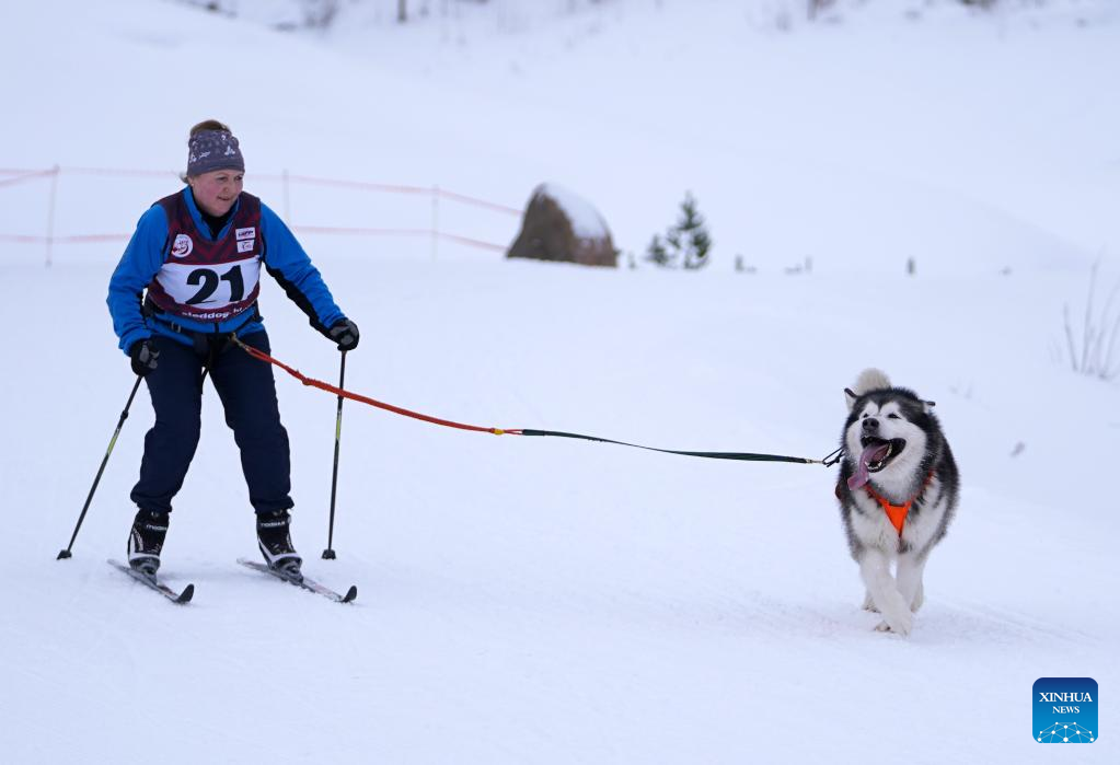 Highlights of Latvian sled-dog winter championships 2022