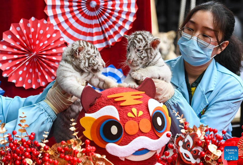 White tiger cubs make debut in Guangzhou