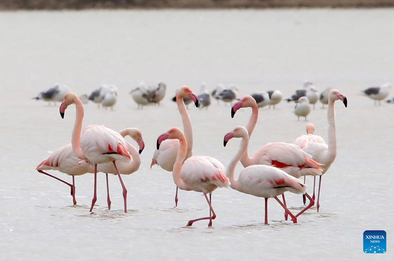 Flamingos seen in Larnaca Salt Lake, Cyprus